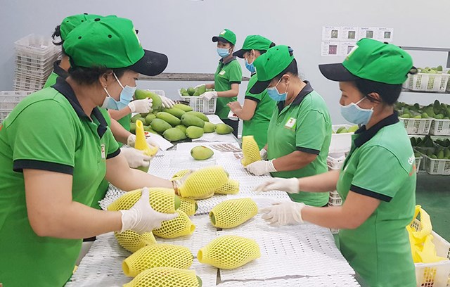 Xuất khẩu tr&aacute;i c&acirc;y tăng trưởng mạnh.